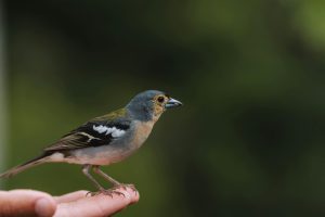 Unlocking the potential of a small backyard