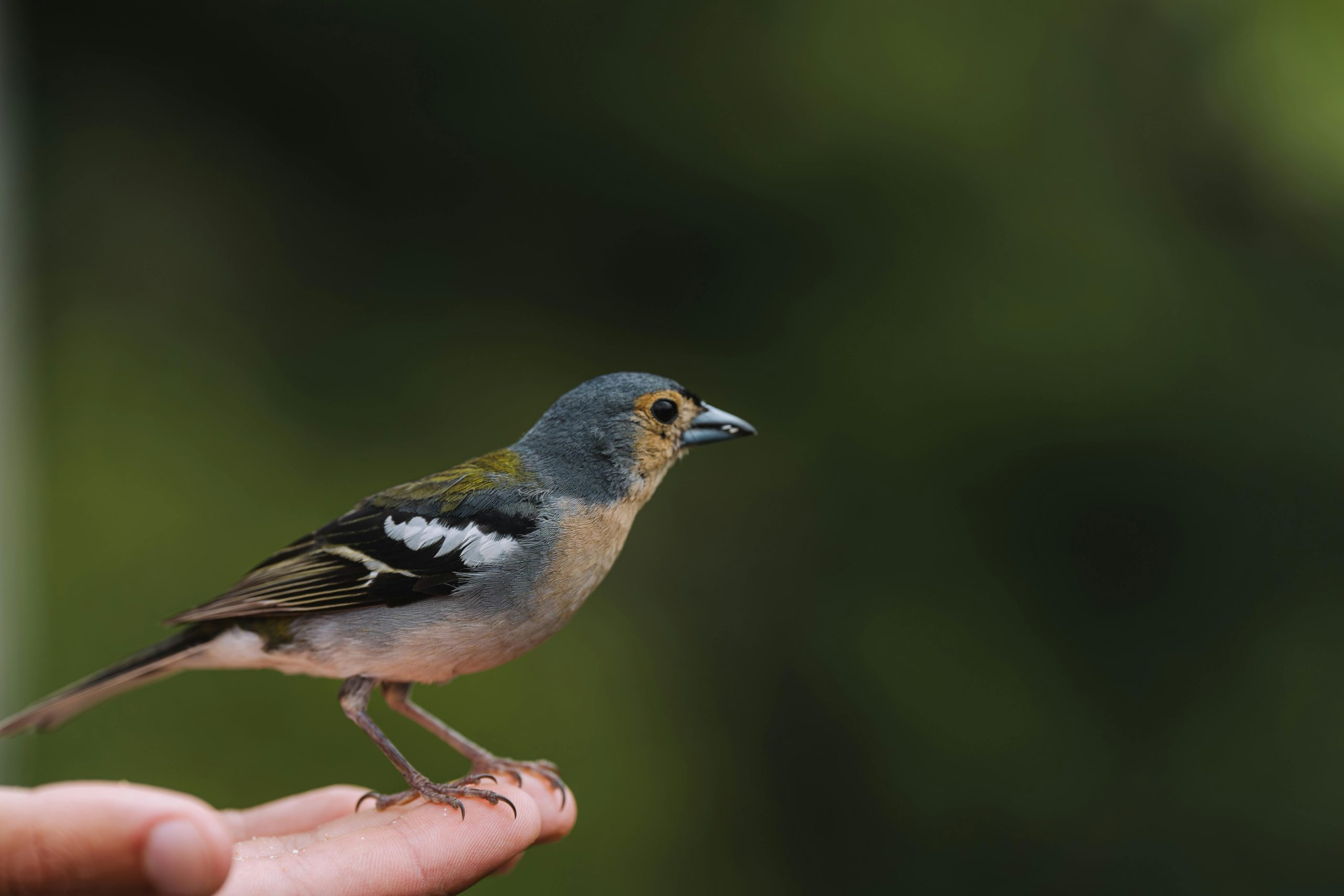 Unlocking the potential of a small backyard